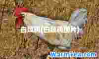 白颈鸦(白颈鸦图片)
