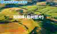 柏树林(柏树图片)
