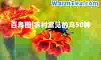 百鸟图(农村常见的鸟50种)