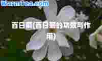 百日菊(百日菊的功效与作用)