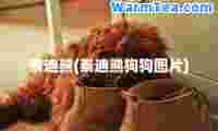 泰迪熊(泰迪熊狗狗图片)