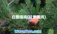 白腹锦鸡(红腹锦鸡)
