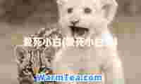 爱死小白(爱死小白兔)