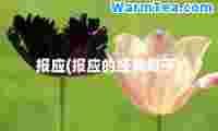 报应(报应的经典句子)