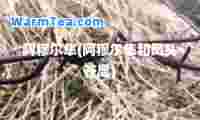 阿穆尔隼(阿穆尔隼和凤头苍鹰)