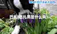 巴扎(巴扎黑是什么狗)