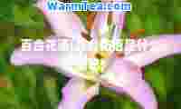 百花语(百花语是什么意思)