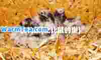 比比鼠(比比鼠的巢)