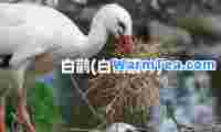 白鹳(白鹳图片)