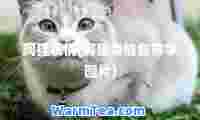 阿狸表情(阿狸表情包带字图片)
