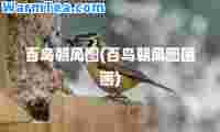 百鸟朝凤图(百鸟朝凤图国画)