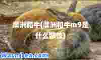 澳洲和牛(澳洲和牛m9是什么部位)