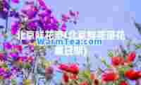 北京鲜花港(北京鲜花港花展日期)