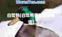 白鹜鸭(白鹜鸭蛋的营养价值)