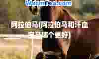 马(马和汗血宝马哪个更好)