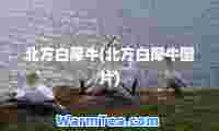 北方白犀牛(北方白犀牛图片)
