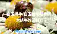白玉蜗牛(白玉蜗牛和非洲大蜗牛的区别)