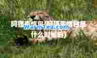 阿狸表情包(阿狸表情包是什么时候的)