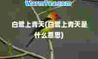 白鹭上青天(白鹭上青天是什么意思)