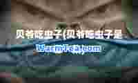 贝爷吃虫子(贝爷吃虫子是哪一集)