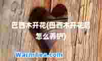 巴西木开花(巴西木开花后怎么养护)