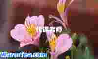 代课老师