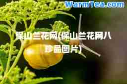 保山兰花网(保山兰花网八珍品图片)