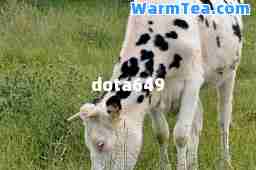 dota649