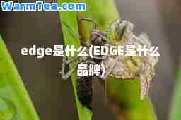 edge是什么(EDGE是什么品牌)