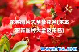 花卉图片大全及花名(木本花卉图片大全及花名)