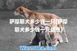 萨摩耶犬多少钱一只(萨摩耶犬多少钱一只幼崽)