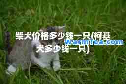 柴犬价格多少钱一只(柯基犬多少钱一只)