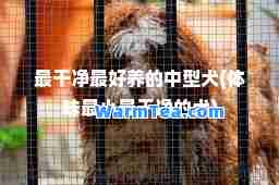 最干净最好养的中型犬(体味最小最干净的犬)