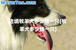 边境牧羊犬多少钱一只(牧羊犬多少钱一只) 边境牧羊犬多少钱一只(牧羊犬多少钱一只)