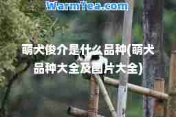 萌犬俊介是什么品种(萌犬品种大全及图片大全)