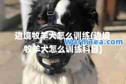 边境牧羊犬怎么训练(边境牧羊犬怎么训练科目)