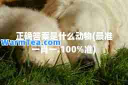 正确答案是什么动物(最准一.准)