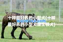 十种最好养的小型犬(十种最好养的小型犬波士顿犬)