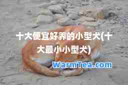 十大便宜好养的小型犬(十大最小小型犬)