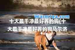 十大最干净最好养的狗(十大最干净最好养的狗马尔济斯)