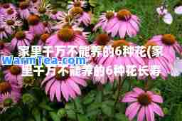 家里千万不能养的6种花(家里千万不能养的6种花长寿花) 家里千万不能养的6种花(家里千万不能养的6种花长寿花)