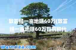 致富经一亩地赚60万(致富经一亩地赚60万目前种什么树最值钱)