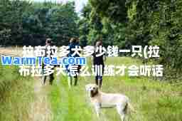 拉布拉多犬多少钱一只(拉布拉多犬怎么训练才会听话)