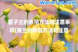 君子兰的养殖方法和注意事项(墨兰的养殖方法和注意事项)