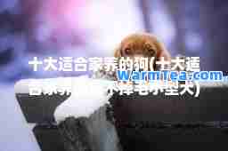 十大适家养的狗(十大适家养的狗不掉毛小型犬)