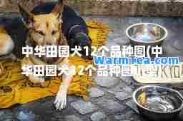 中华田园犬12个品种图(中华田园犬12个品种图小型)