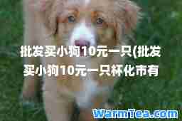 批发买小狗10元一只(批发买小狗10元一只杯化市有没有)