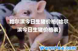 哈尔滨今日生猪价格(哈尔滨今日生猪价格表)