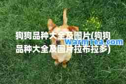 狗狗品种大全及图片(狗狗品种大全及图片拉布拉多)