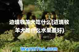 边境牧羊犬吃什么(边境牧羊犬吃什么水果最好)